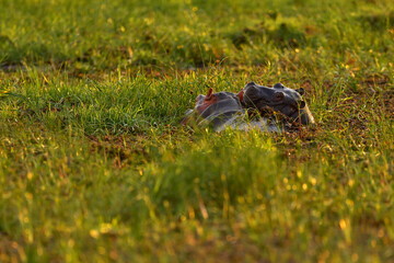 Africa, wildlife, Hippo i green grass, wet season, sunset. African landscape with hippo. Hippopotamus amphibius capensis, with evening sun, animal in the nature, Okavango, Botswana