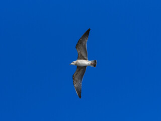 a beautiful seagull flying in the blue sky
