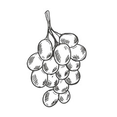 Branch of ripe grapes hand engraving. Grapevine with berries and leaf clip art. Hand drawn ink sketch of grape bunch