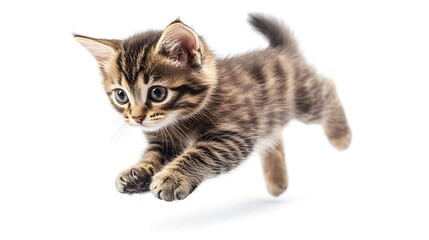 Fototapeta premium Striped Scottish kitten pure breed jumping isolated on white : Generative AI