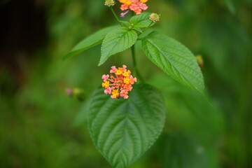 Lantana Camara, a flowering wild plant.