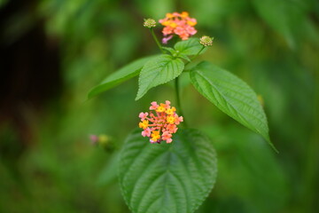 Lantana Camara, a flowering wild plant.