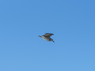 a cute seagull in the sky