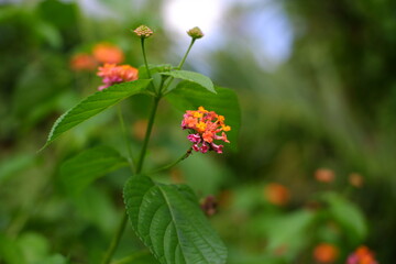 Lantana Camara, a flowering wild plant.