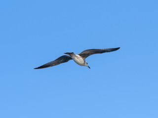 a flying seagull with open wings