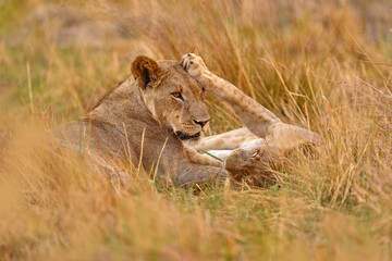 Lions, Khwai river, Botswana in Afica. Big cats family in the nature habitat, Botswana nature. Animal behavior in nature. Lion