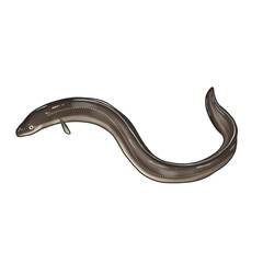 붕장어 물고기 일러스트