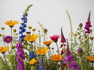 A Vibrant Array of Wildflowers in Full Bloom Against a Clean White Background