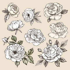 Hand drawn set of white peonies vector