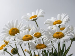 Obraz premium A close-up of blooming white daisies against a soft light gray background