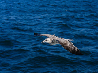 Fototapeta premium a beautiful seagull flying over the sea