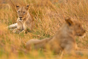 Lions, Khwai river, Botswana in Afica. Big cats family in the nature habitat, Botswana nature. Animal behavior in nature. Lion