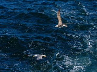 Obraz premium a beautiful seagull flying over the sea