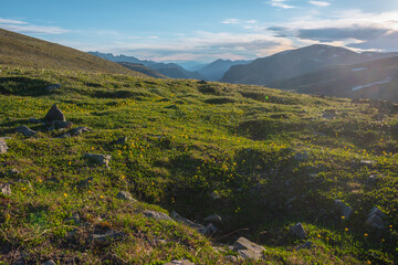 Many vivid yellow small flowers on sunlit grassy hill with sunny view to layered silhouettes of spurs of ridges far away under sunset cloudy sky. Flowering green meadow in bright sun in alpine valley.