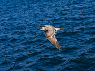 a beautiful seagull flying over the sea