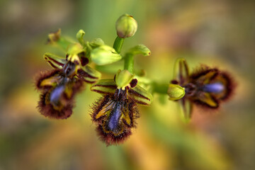 Flowering European terrestrial wild orchid, nature habitat. Ophrys speculum, Mirror orchid,, Sicily, Italy. Beautiful detail of bloom, spring sunset from Europe. Wild flower on green meadow.