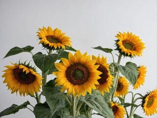 A cluster of vibrant sunflowers in full bloom against a plain background