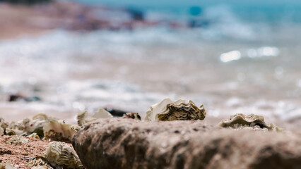 seashells on the sand on the beach against the backdrop of the sea close up