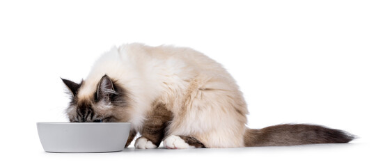 Handsome Sacred Birman cat, sitting side ways with grey food bowl. Head in bowl eating. Isolated on...
