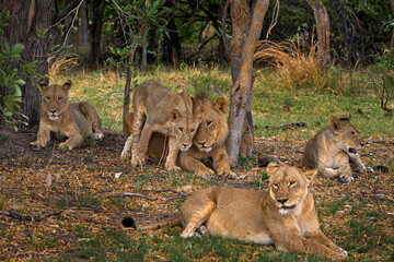 Lions, Khwai river, Botswana in Afica. Big cats family in the nature habitat, Botswana nature. Animal behavior in nature. Lion