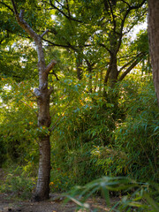 Fototapeta premium tree in the forest