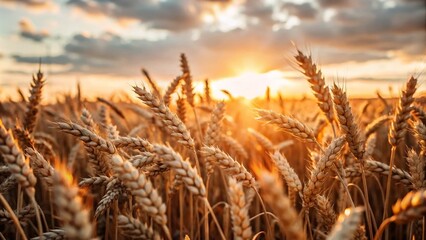 A golden wheat field bathed in warm hues as the sun sets on the horizon, creating a serene and picturesque landscape