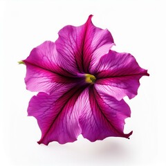 Pink Fuchsia Petunia isolated on white background