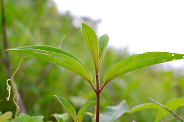 Ayapana is genus of herbaceous plants in the Asteraceae family.