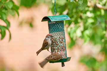 Obraz premium Birds, eating and nuts in tree or nature for nutrition, hunger and feeding for environmental habitat. Passeridae, sparrow and outdoor with food for animal or wildlife in Europe and conservation.