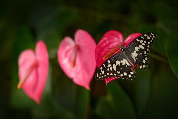 Tropic butterfly in the jungle fores. Close-up. Citrus swallowtail or Christmas butterfly, Papilio demodocusInsect on pink red flower bloom in nature habitat, South Africa, Botswana Wildlife.