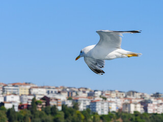 Beautiful seagulls flying over the Bosphorus in Istanbul