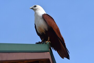 A sea eagle rests of the corner of roof. He is seen in profile, with a blue sky behind him. His head and chest are white, with a brown body, wings and tail.