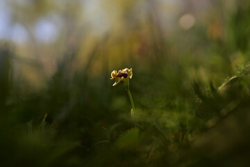 Flowering European terrestrial wild orchid, nature habitat. Ophrys obaesa or Ophrys fusca pallida, Sombre bee-orchid, Bosco della Ficuzza, Italy. Beautiful detail of bloom, spring sunset Europe. Wild.