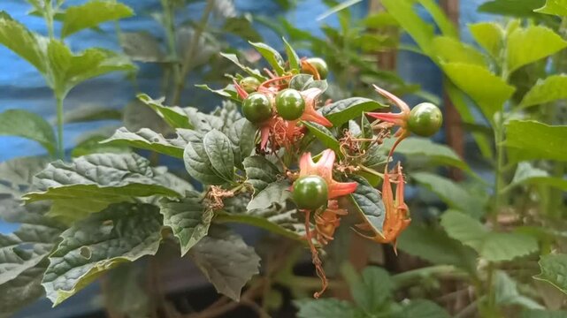 Clerodendrum is a genus of flowering plants formerly placed in the family Verbenaceae, but now considered to belong to the family Lamiaceae.