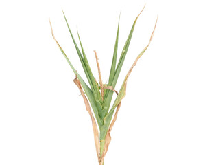 Corn plant dried by drought isolated on white
