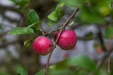 Red, late apples are hanging on a branch. A prolific apple tree