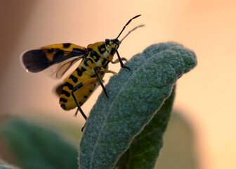 Bug on the grass
