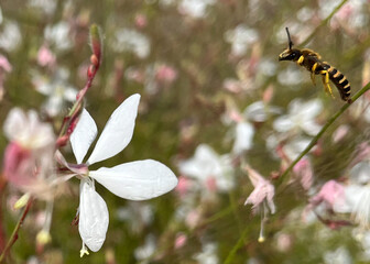 bee on a flower