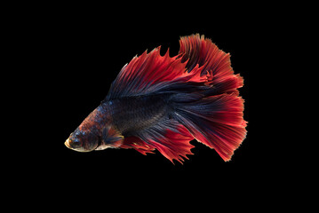 Beautiful movement Betta splendens , siamese fighting fish, in Thai as pla kat, colorful, isolated...
