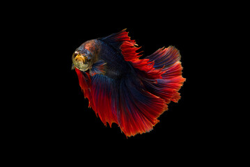 Beautiful movement Betta splendens , siamese fighting fish, in Thai as pla kat, colorful, isolated...