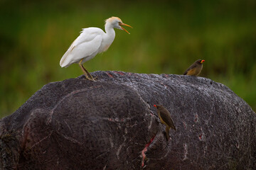 White heron sits on the back of a hippopotamus with its beak open and shouts at another bird. Cattle egret and Yellow-billed oxpecker, Khwai river, Botswana in Africa.