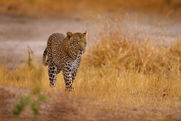 Wildlife nature. Leopard sunset walk. Leopard, Panthera pardus shortidgei, nature habitat, big wild cat in the nature habitat, sunny day on savannah, Khwai River, Moremi Botswana. Africa wildlife.