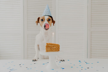 jack russell terrier