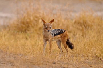 Jackal and evening sunlight. Black-Backed Jackal, Canis mesomelas mesomelas, portrait of animal with long ears, Kgalagadi, South Africa. Beautiful wildlife scene from Africa with nice sun light.