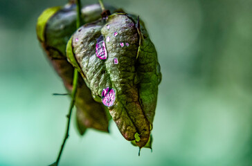 Colorful raindrops on leaves