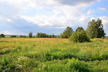 a field with a few trees and some yellow flowers and a sky with clouds