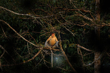 Proboscis monkey, Nasalis larvatus, in the nature habitat, Bako NP in Borneo, Malaysia. Orange monkey with big nose snout, sitting on the tree, tropic forest in Borneo. Nature  wildlife in Malaysia.