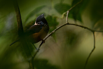 Spangle-cheeked tanager, Tangara dowii, passerine bird. Tanager endemic resident breeder in the highlands of Costa Rica and western Panama. Bird in the dark tropic forest.