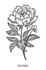 White peonies. Elegant peony frame: hand drawn botanical illustration. Graphic design. Summer flowers. Invitation. Space for text.