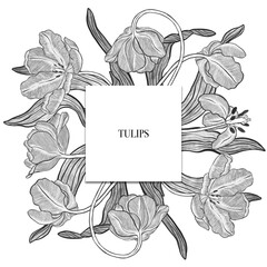 Tulip. Elegant tulip frame: hand drawn botanical illustration. Spring flowers. Invitation. Space for text.